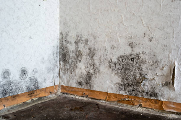 Best Fast Mold Removal  in Monmouth, IL